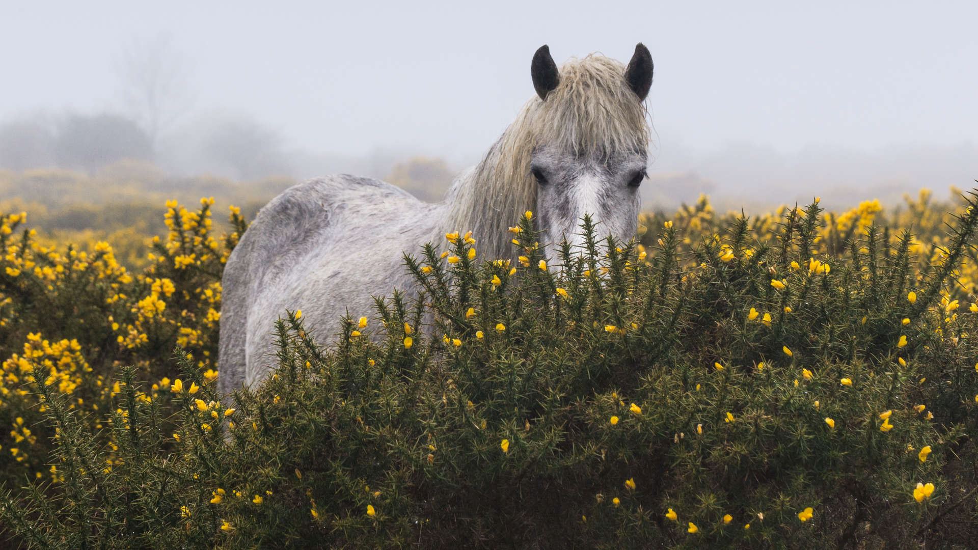 alt=Dartmoor pony on the Devon Moor